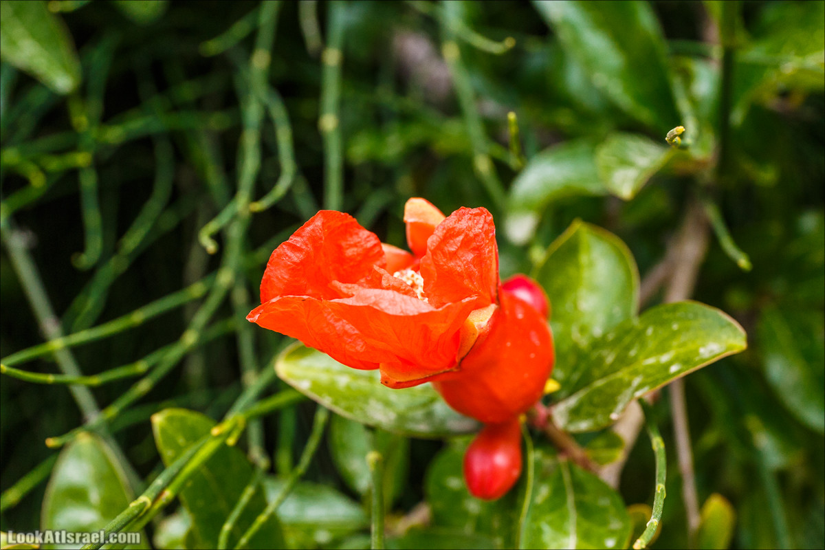 Цветение граната | LookAtIsrael.com - Фото путешествия по Израилю
