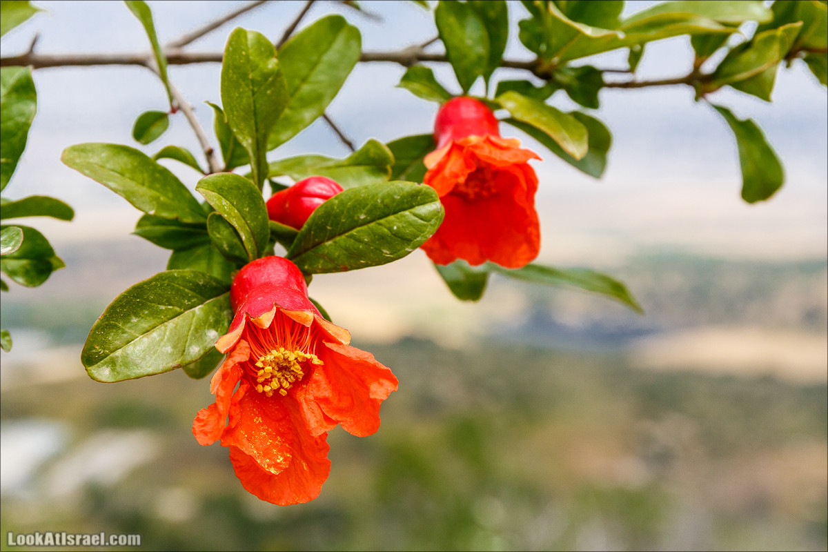 Цветение граната | LookAtIsrael.com - Фото путешествия по Израилю