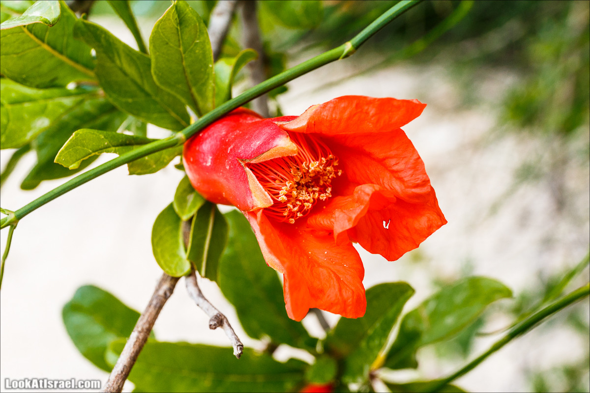 Цветение граната | LookAtIsrael.com - Фото путешествия по Израилю