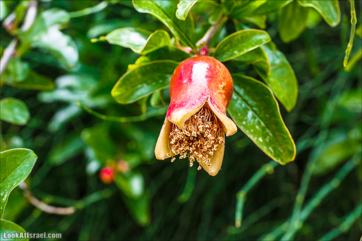 Цветение граната | LookAtIsrael.com - Фото путешествия по Израилю