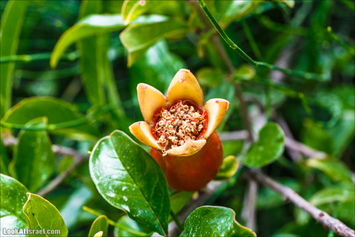 Цветение граната | LookAtIsrael.com - Фото путешествия по Израилю