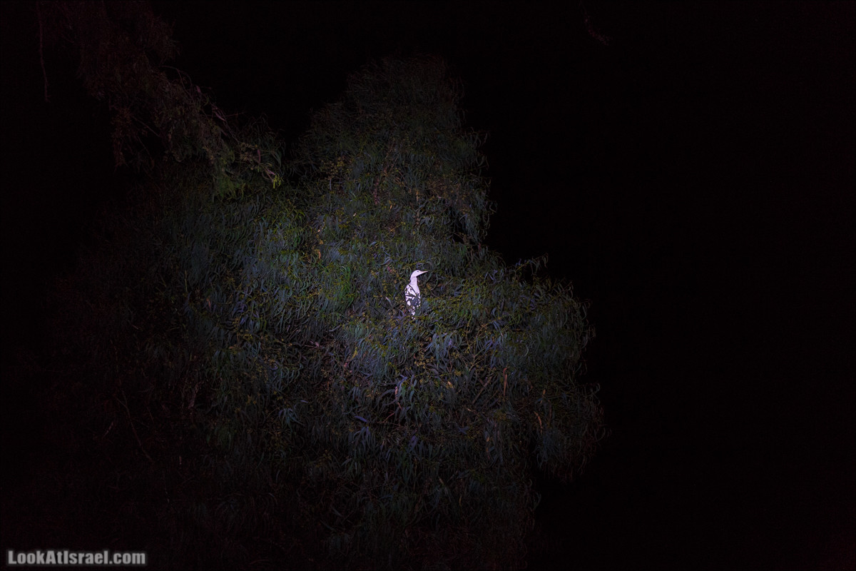 Нахаль Эль Аль, Черный и Белый водопады | Nahal El Al, Black and White Waterfalls | נחל אל על, מפלים שחור ולבן LookAtIsrael.com - Фото путешествия по Израилю