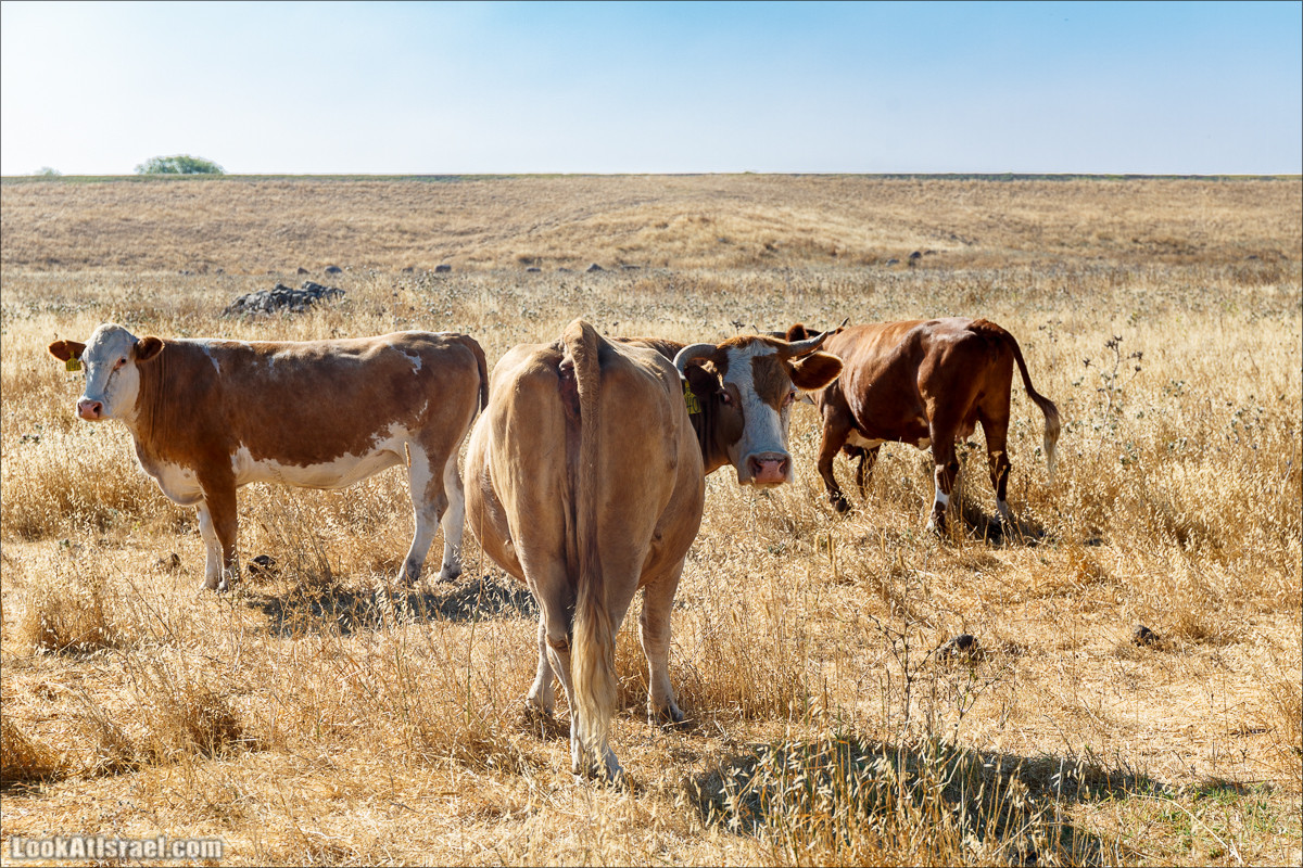 Нахаль Эль Аль, Черный и Белый водопады | Nahal El Al, Black and White Waterfalls | נחל אל על, מפלים שחור ולבן LookAtIsrael.com - Фото путешествия по Израилю