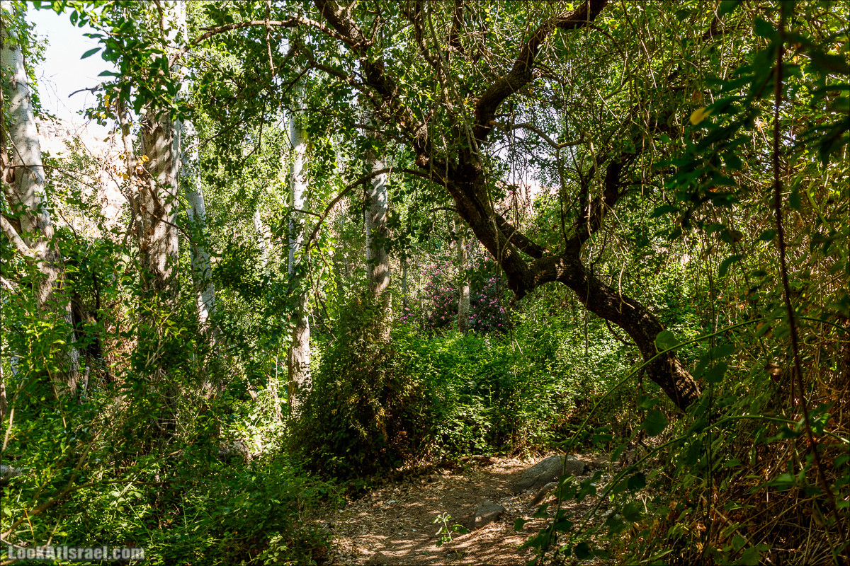 Нахаль Эль Аль, Черный и Белый водопады | Nahal El Al, Black and White Waterfalls | נחל אל על, מפלים שחור ולבן LookAtIsrael.com - Фото путешествия по Израилю