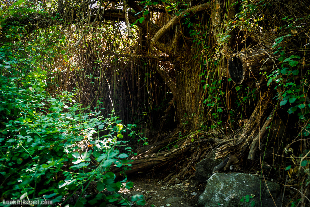 Нахаль Эль Аль, Черный и Белый водопады | Nahal El Al, Black and White Waterfalls | נחל אל על, מפלים שחור ולבן LookAtIsrael.com - Фото путешествия по Израилю