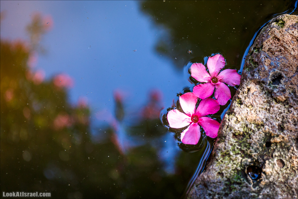 Нахаль Эль Аль, Черный и Белый водопады | Nahal El Al, Black and White Waterfalls | נחל אל על, מפלים שחור ולבן LookAtIsrael.com - Фото путешествия по Израилю