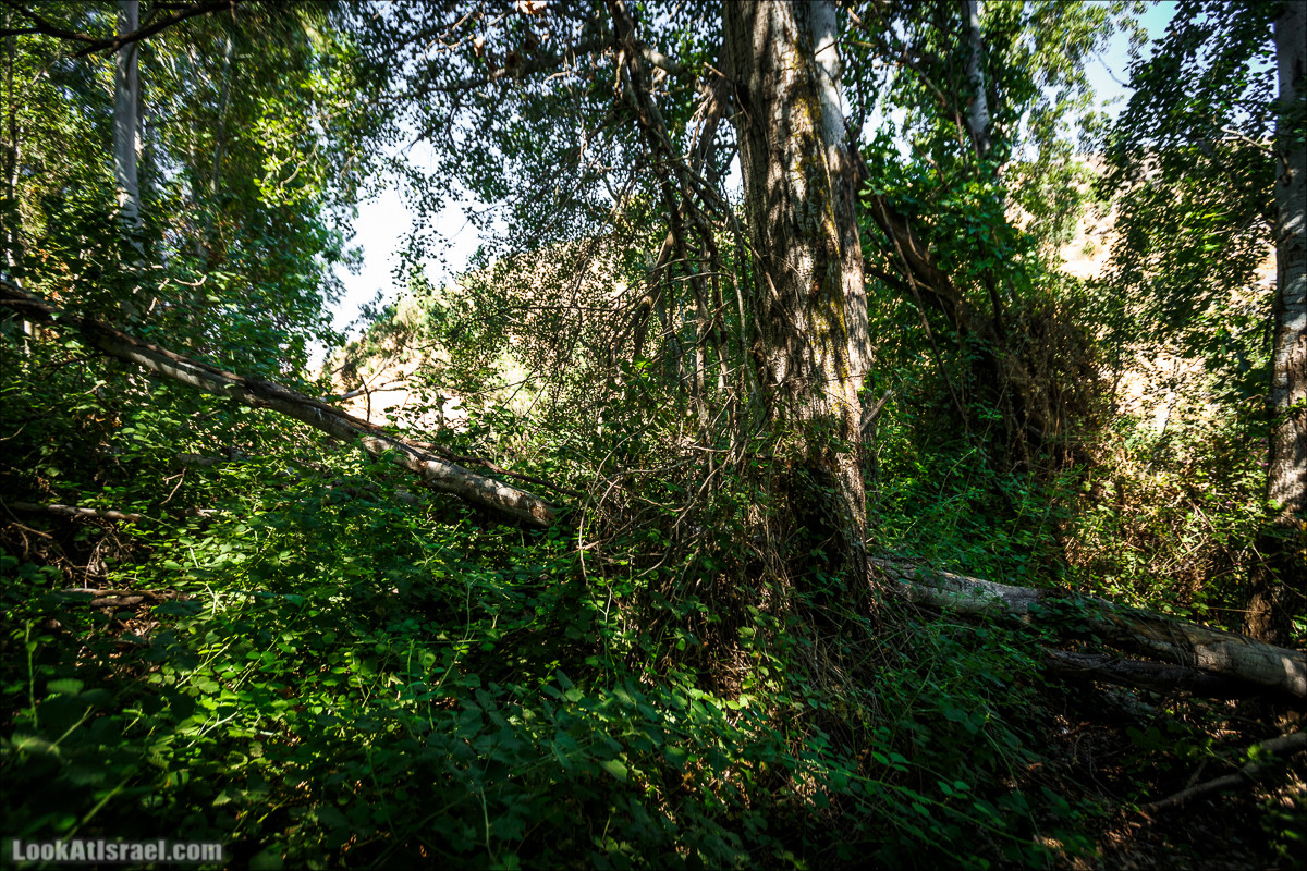 Нахаль Эль Аль, Черный и Белый водопады | Nahal El Al, Black and White Waterfalls | נחל אל על, מפלים שחור ולבן LookAtIsrael.com - Фото путешествия по Израилю
