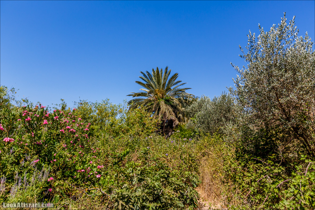Нахаль Эль Аль, Черный и Белый водопады | Nahal El Al, Black and White Waterfalls | נחל אל על, מפלים שחור ולבן LookAtIsrael.com - Фото путешествия по Израилю