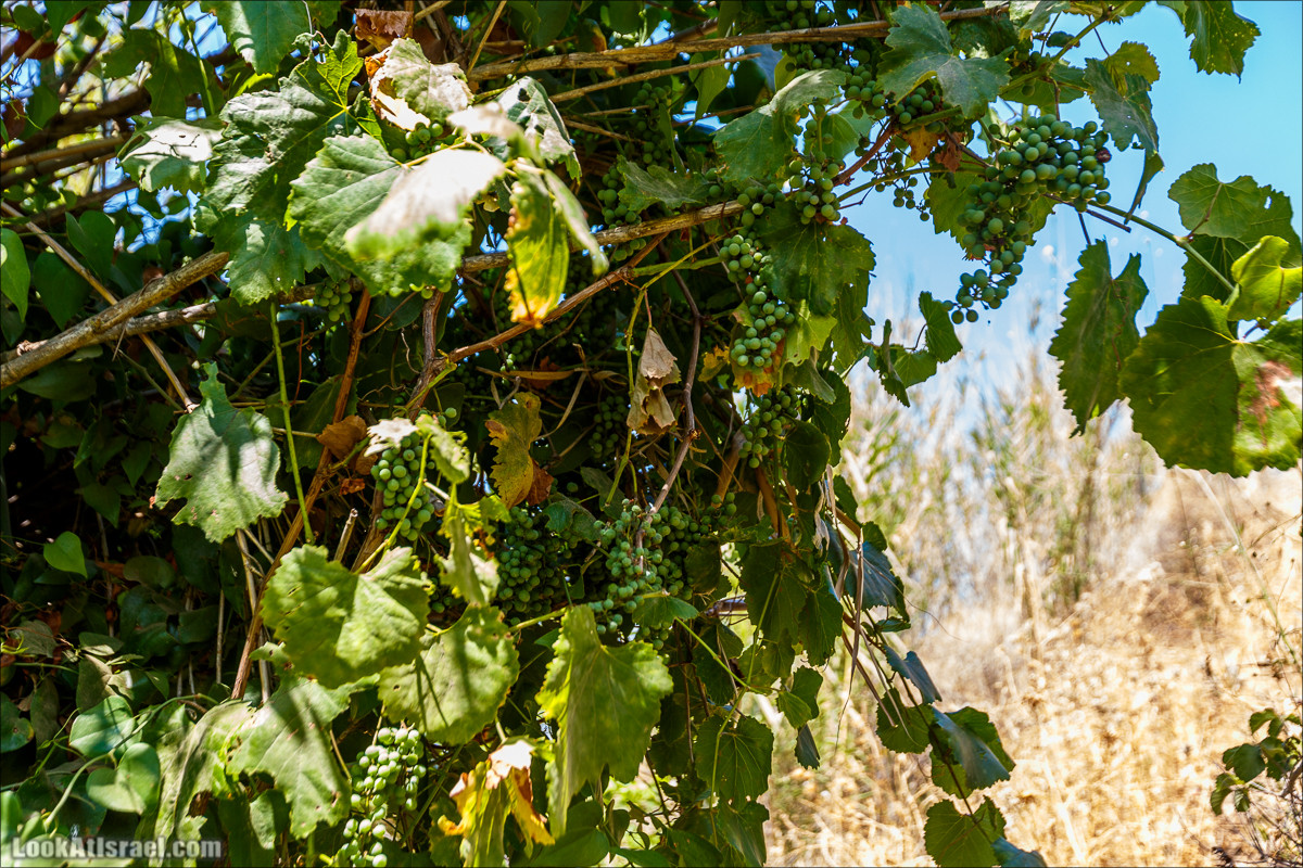 Нахаль Эль Аль, Черный и Белый водопады | Nahal El Al, Black and White Waterfalls | נחל אל על, מפלים שחור ולבן LookAtIsrael.com - Фото путешествия по Израилю