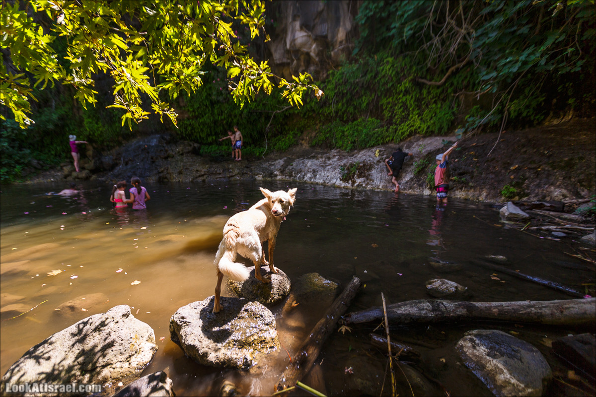 Нахаль Эль Аль, Черный и Белый водопады | Nahal El Al, Black and White Waterfalls | נחל אל על, מפלים שחור ולבן LookAtIsrael.com - Фото путешествия по Израилю