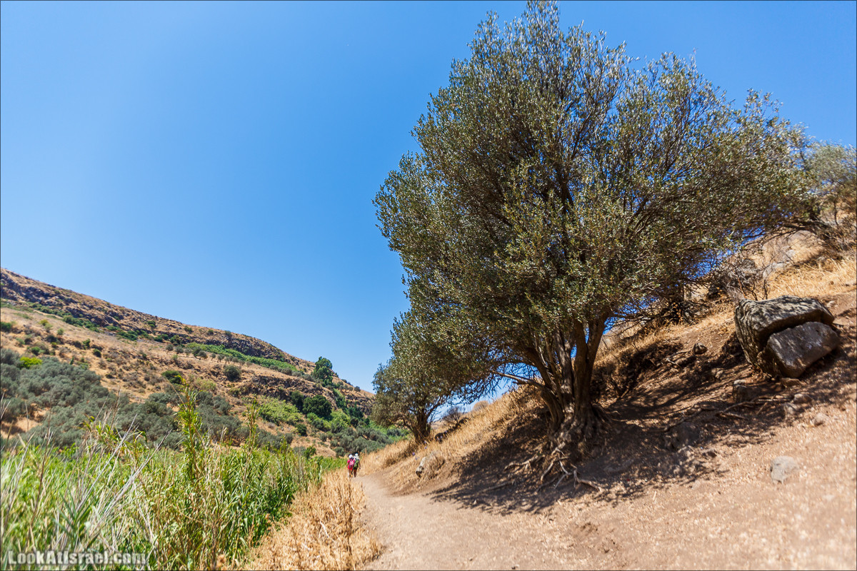 Нахаль Эль Аль, Черный и Белый водопады | Nahal El Al, Black and White Waterfalls | נחל אל על, מפלים שחור ולבן LookAtIsrael.com - Фото путешествия по Израилю