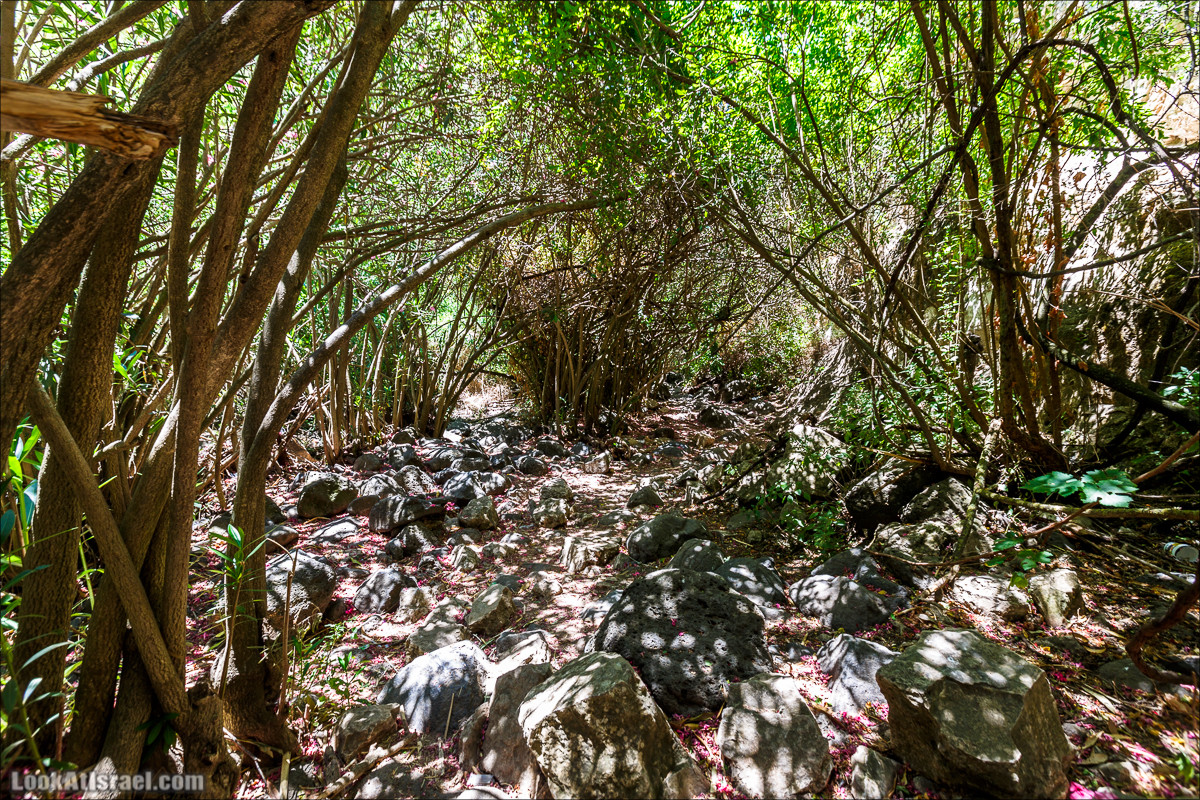 Нахаль Эль Аль, Черный и Белый водопады | Nahal El Al, Black and White Waterfalls | נחל אל על, מפלים שחור ולבן LookAtIsrael.com - Фото путешествия по Израилю
