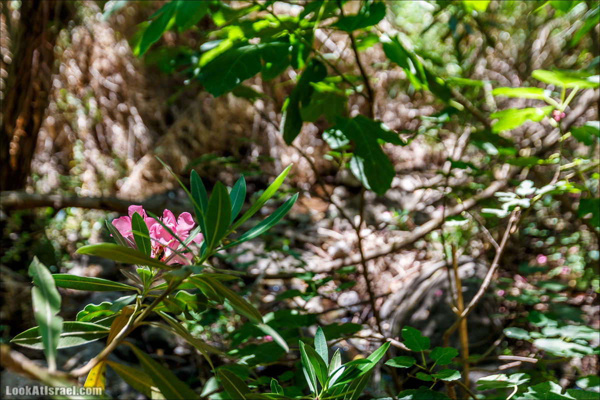 Нахаль Эль Аль, Черный и Белый водопады | Nahal El Al, Black and White Waterfalls | נחל אל על, מפלים שחור ולבן LookAtIsrael.com - Фото путешествия по Израилю