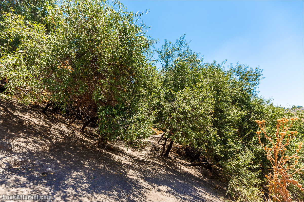 Нахаль Эль Аль, Черный и Белый водопады | Nahal El Al, Black and White Waterfalls | נחל אל על, מפלים שחור ולבן LookAtIsrael.com - Фото путешествия по Израилю