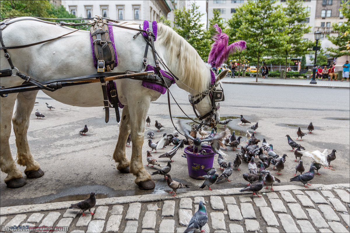 Прогулка по Манхеттену | LookAtAmerica.com - Большое Американское путешествие LookAtIsrael.com