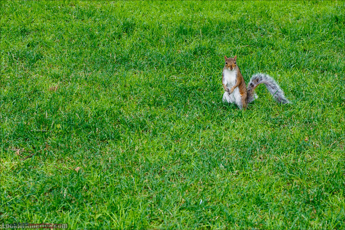 Прогулка по Манхеттену | LookAtAmerica.com - Большое Американское путешествие LookAtIsrael.com