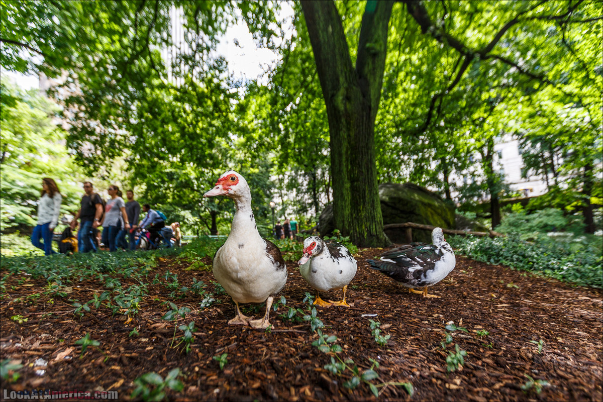 Прогулка по Манхеттену | LookAtAmerica.com - Большое Американское путешествие LookAtIsrael.com