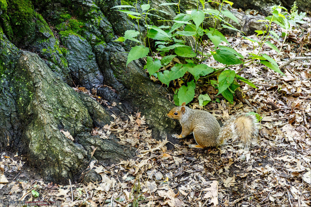 Прогулка по Манхеттену | LookAtAmerica.com - Большое Американское путешествие LookAtIsrael.com