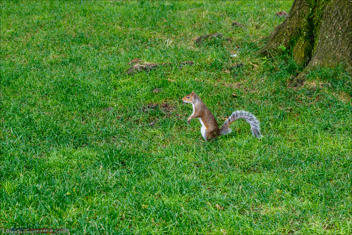 Прогулка по Манхеттену | LookAtAmerica.com - Большое Американское путешествие LookAtIsrael.com