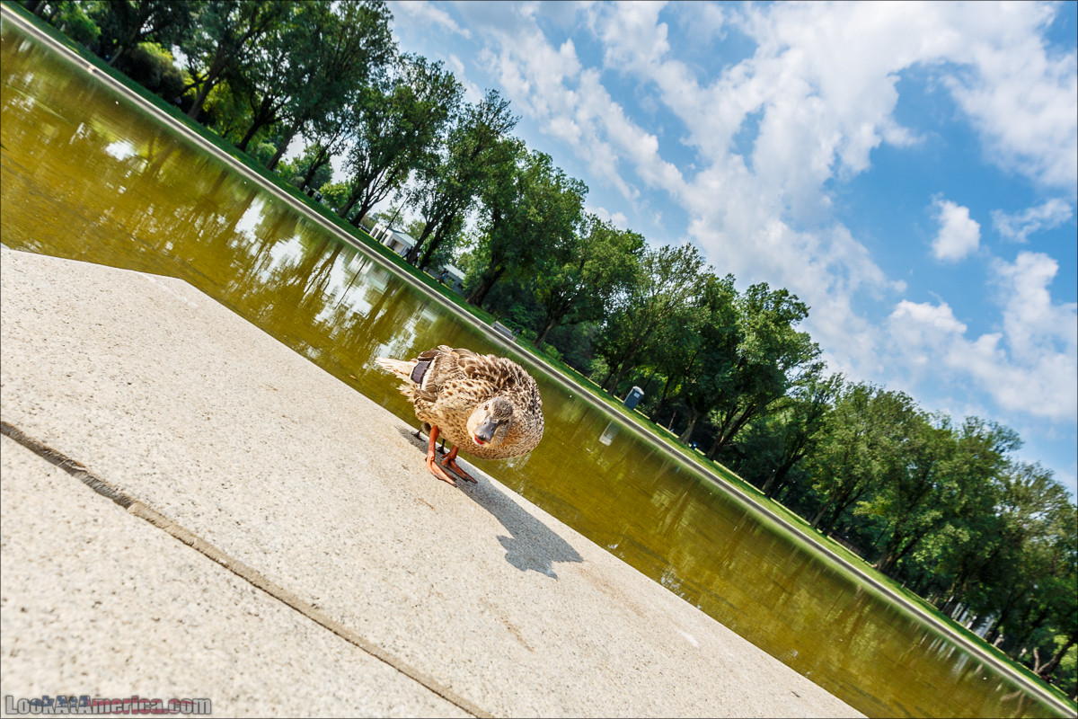 Вашингтон | LookAtAmerica.com - Большое Американское путешествие LookAtIsrael.com