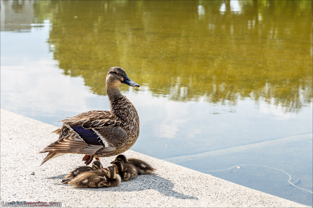 Вашингтон | LookAtAmerica.com - Большое Американское путешествие LookAtIsrael.com