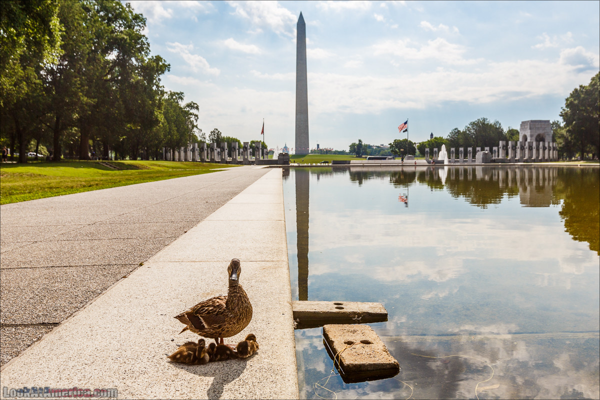Вашингтон | LookAtAmerica.com - Большое Американское путешествие LookAtIsrael.com