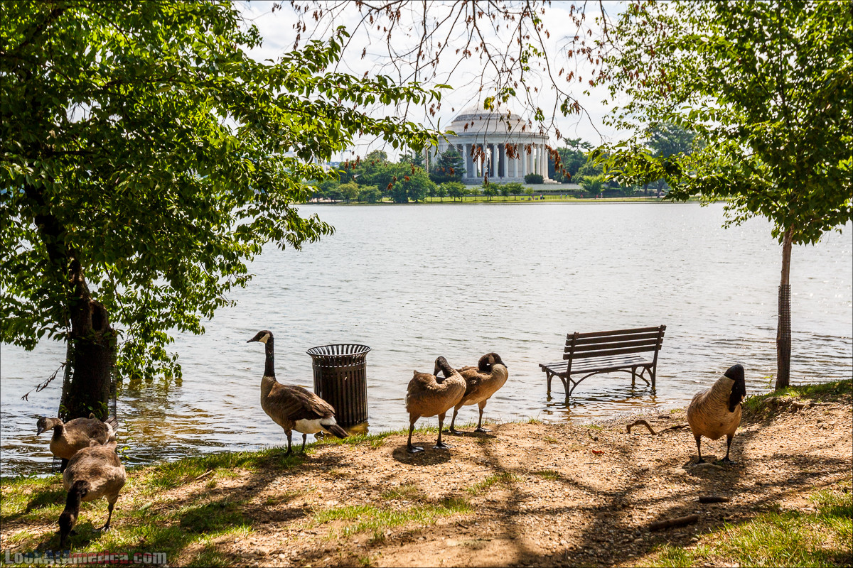 Вашингтон | LookAtAmerica.com - Большое Американское путешествие LookAtIsrael.com