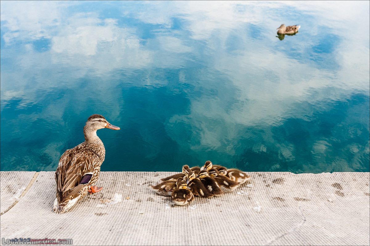 Вашингтон | LookAtAmerica.com - Большое Американское путешествие LookAtIsrael.com