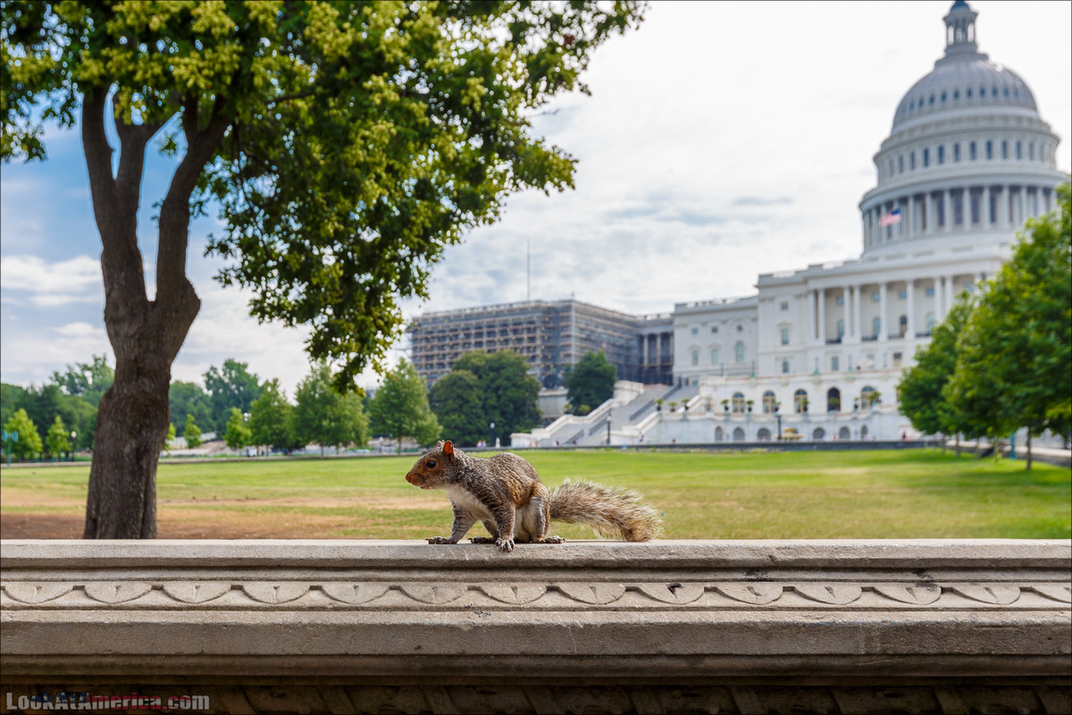 Вашингтон | LookAtAmerica.com - Большое Американское путешествие LookAtIsrael.com