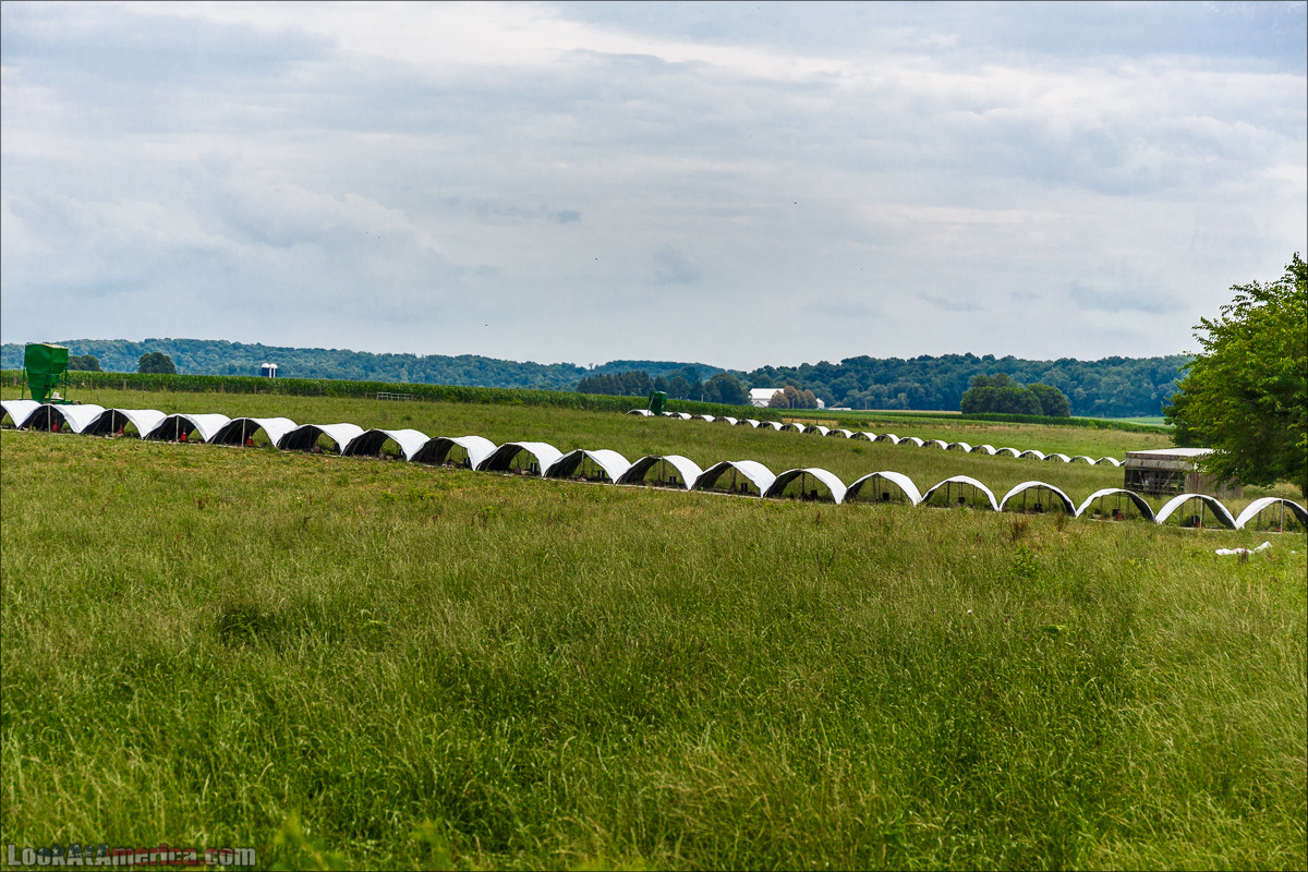 Амиши | LookAtAmerica.com - Большое Американское путешествие LookAtIsrael.com