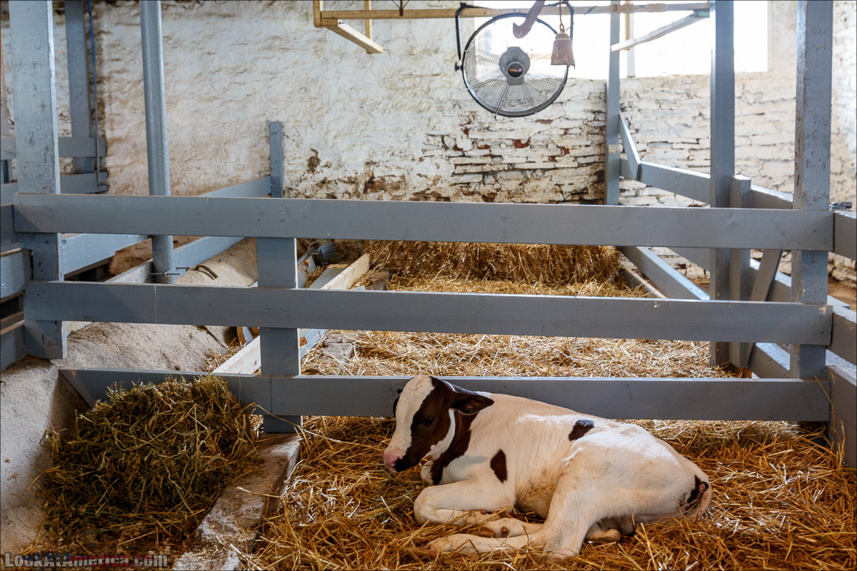 Амиши | LookAtAmerica.com - Большое Американское путешествие LookAtIsrael.com