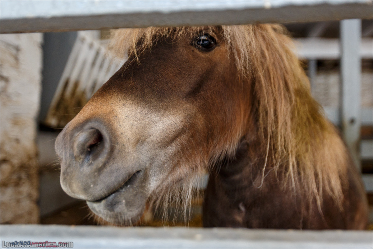 Амиши | LookAtAmerica.com - Большое Американское путешествие LookAtIsrael.com