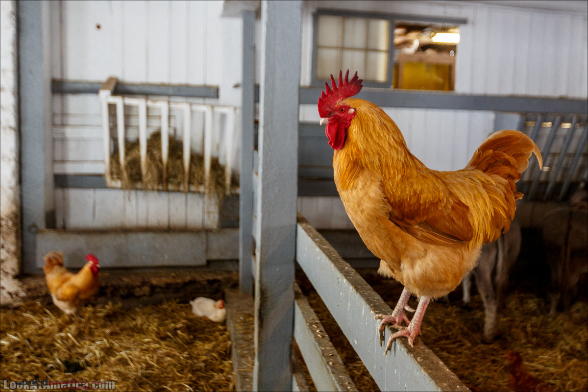 Амиши | LookAtAmerica.com - Большое Американское путешествие LookAtIsrael.com