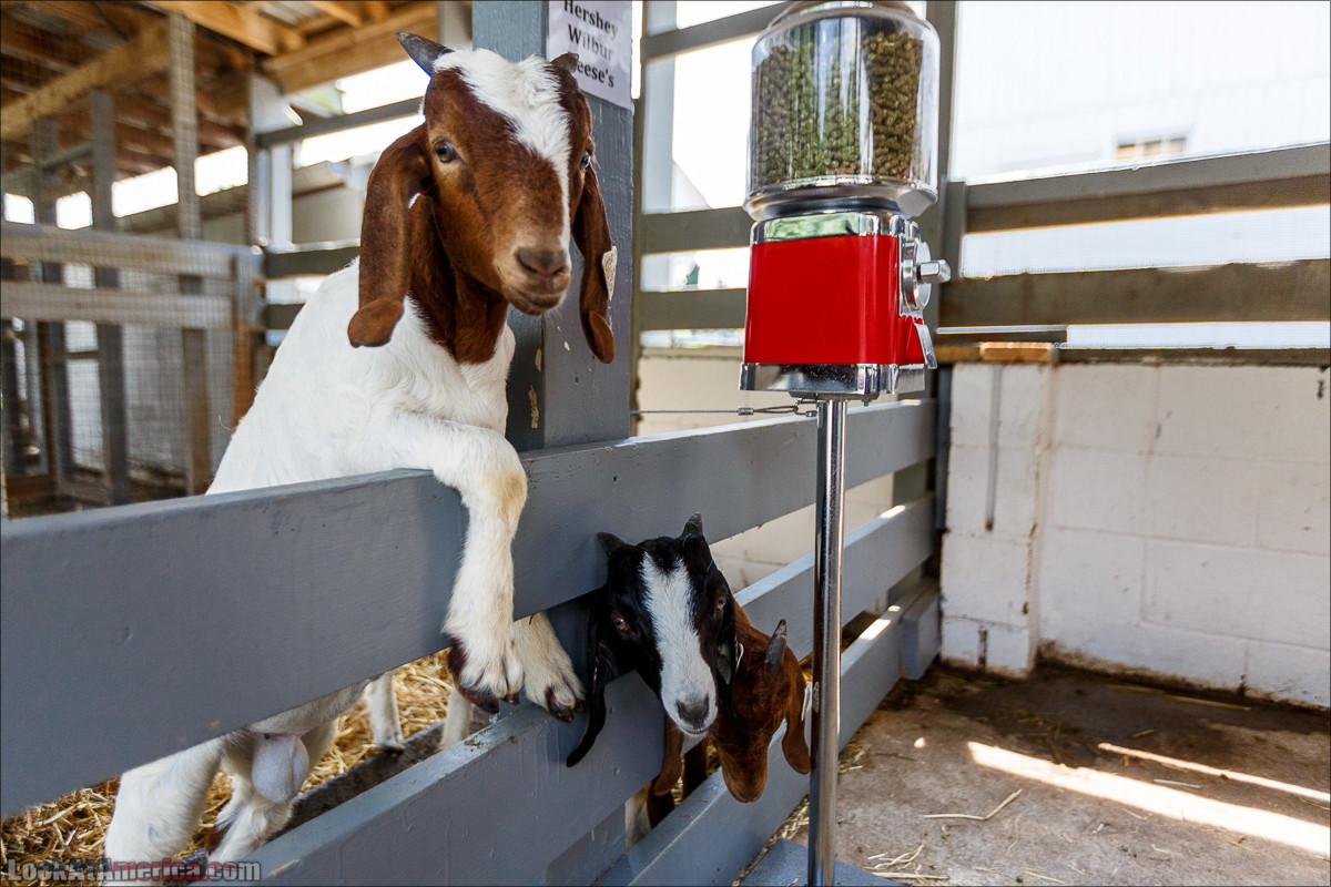 Амиши | LookAtAmerica.com - Большое Американское путешествие LookAtIsrael.com