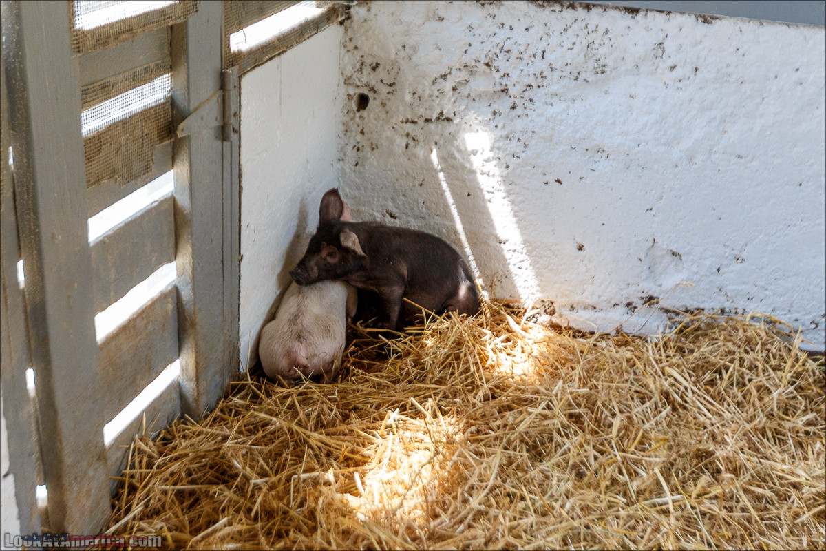 Амиши | LookAtAmerica.com - Большое Американское путешествие LookAtIsrael.com