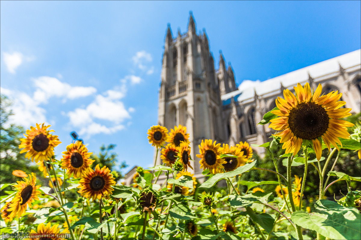 Мормоны и Вашингтонский кафедральный собор | LookAtAmerica.com - Большое Американское путешествие LookAtIsrael.com