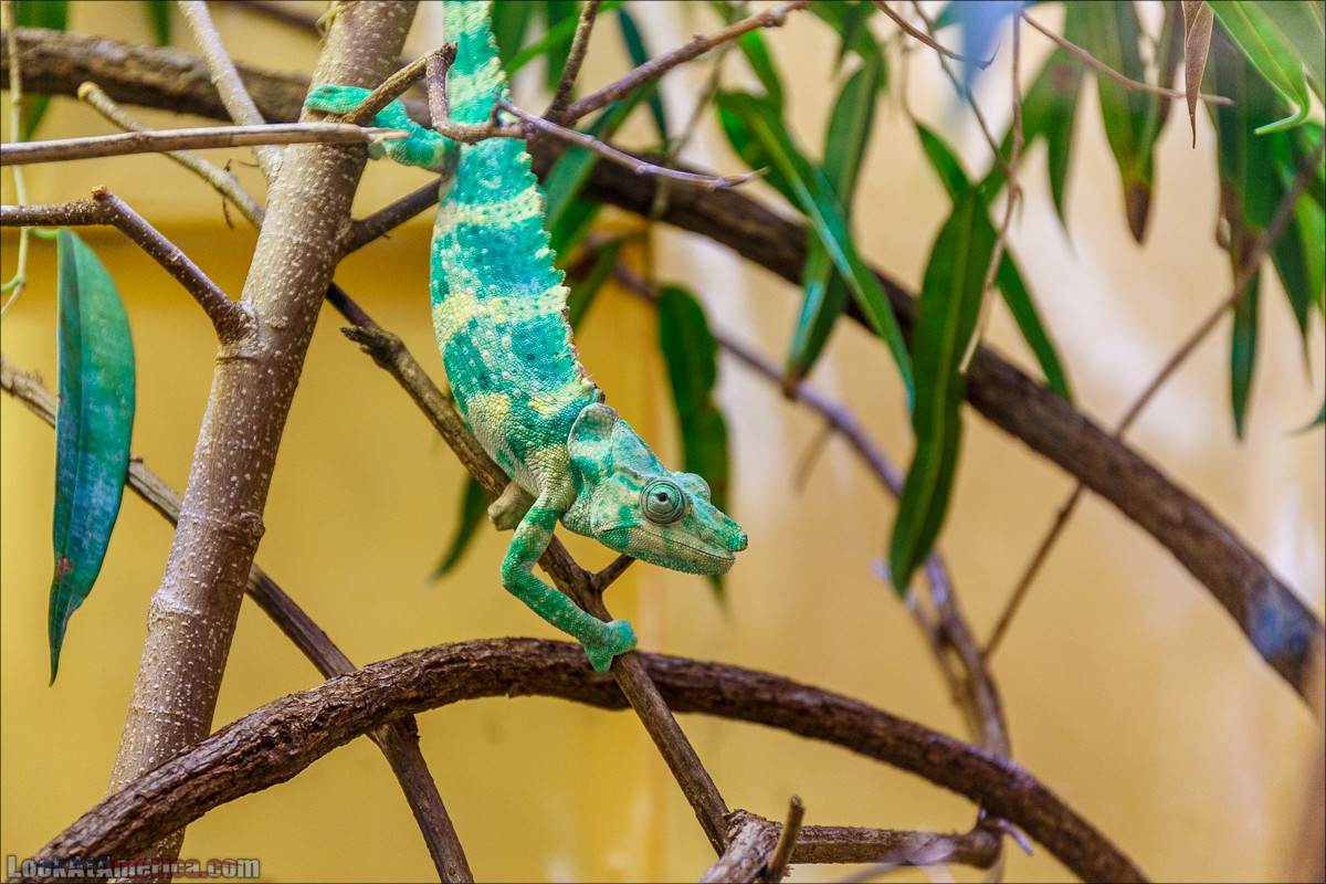 Зоопарк Вашингтона на любителя