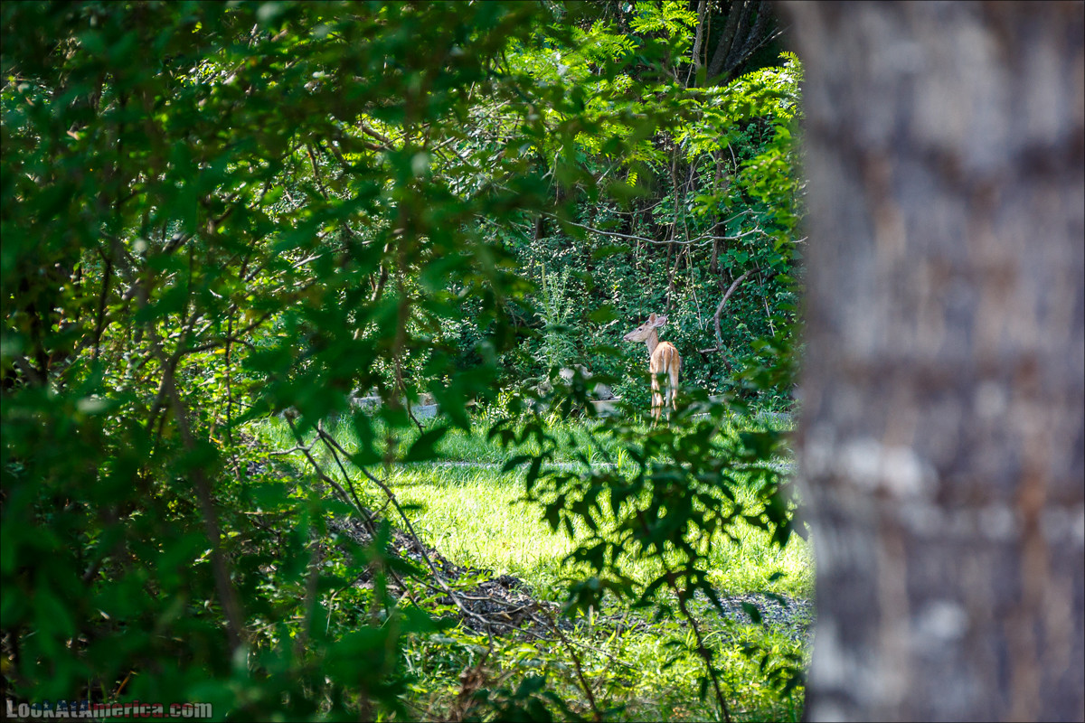 Харперс Ферри | Harpers Ferry | LookAtAmerica.com - Большое Американское путешествие LookAtIsrael.com
