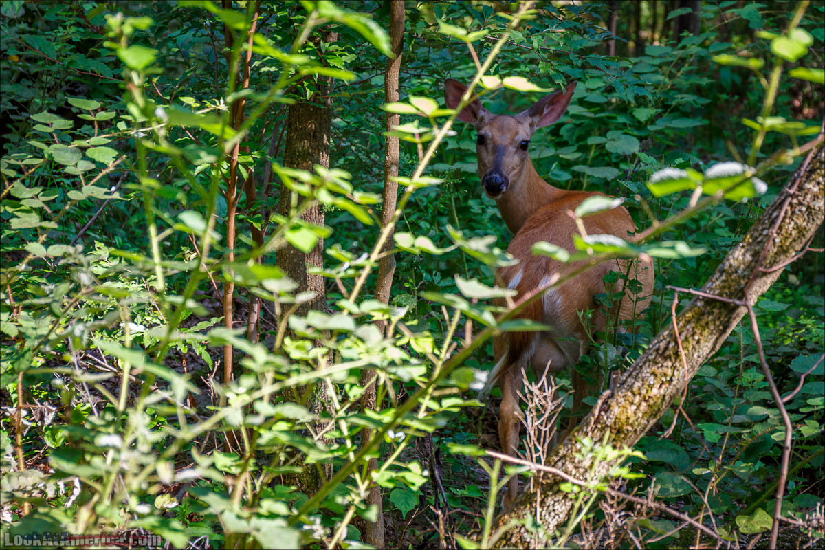 Харперс Ферри | Harpers Ferry | LookAtAmerica.com - Большое Американское путешествие LookAtIsrael.com