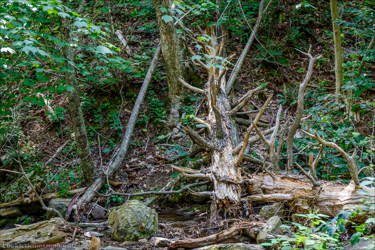 Водопад Dark Hollow Fall в парке Шенандоа | LookAtAmerica.com - Большое Американское путешествие LookAtIsrael.com