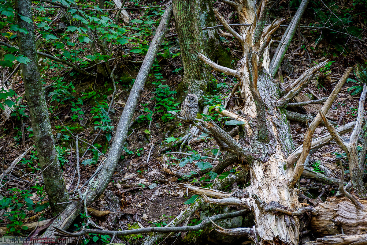 Водопад Dark Hollow Fall в парке Шенандоа | LookAtAmerica.com - Большое Американское путешествие LookAtIsrael.com