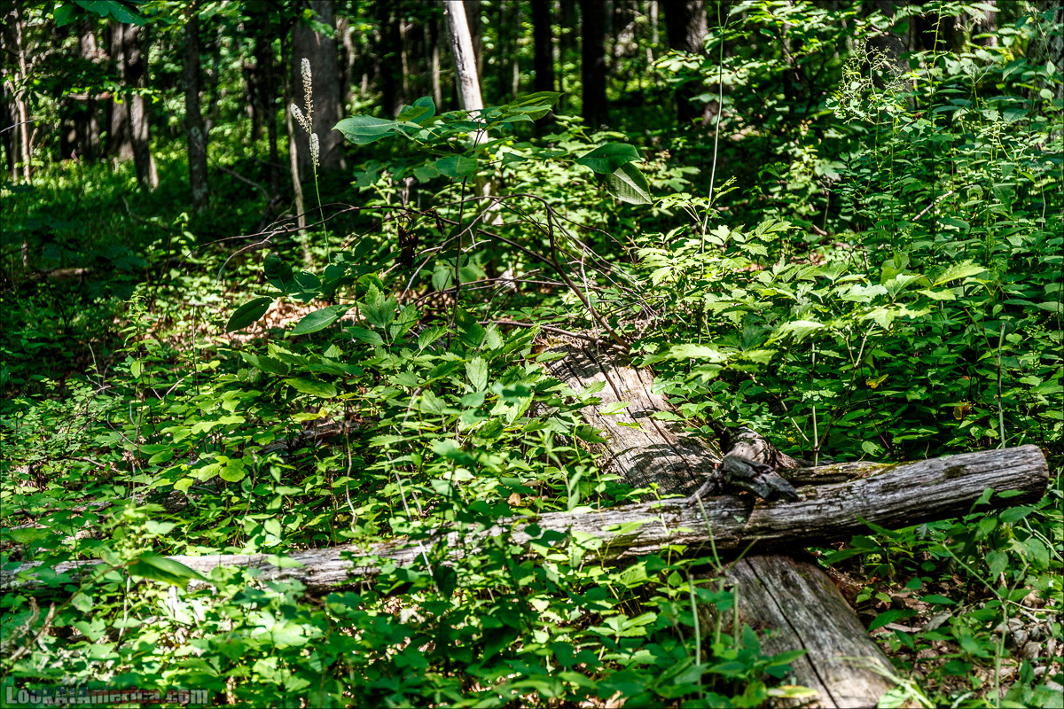 Национальный парк Шенандоа | Shenandoah national park | LookAtAmerica.com - Большое Американское путешествие LookAtIsrael.com