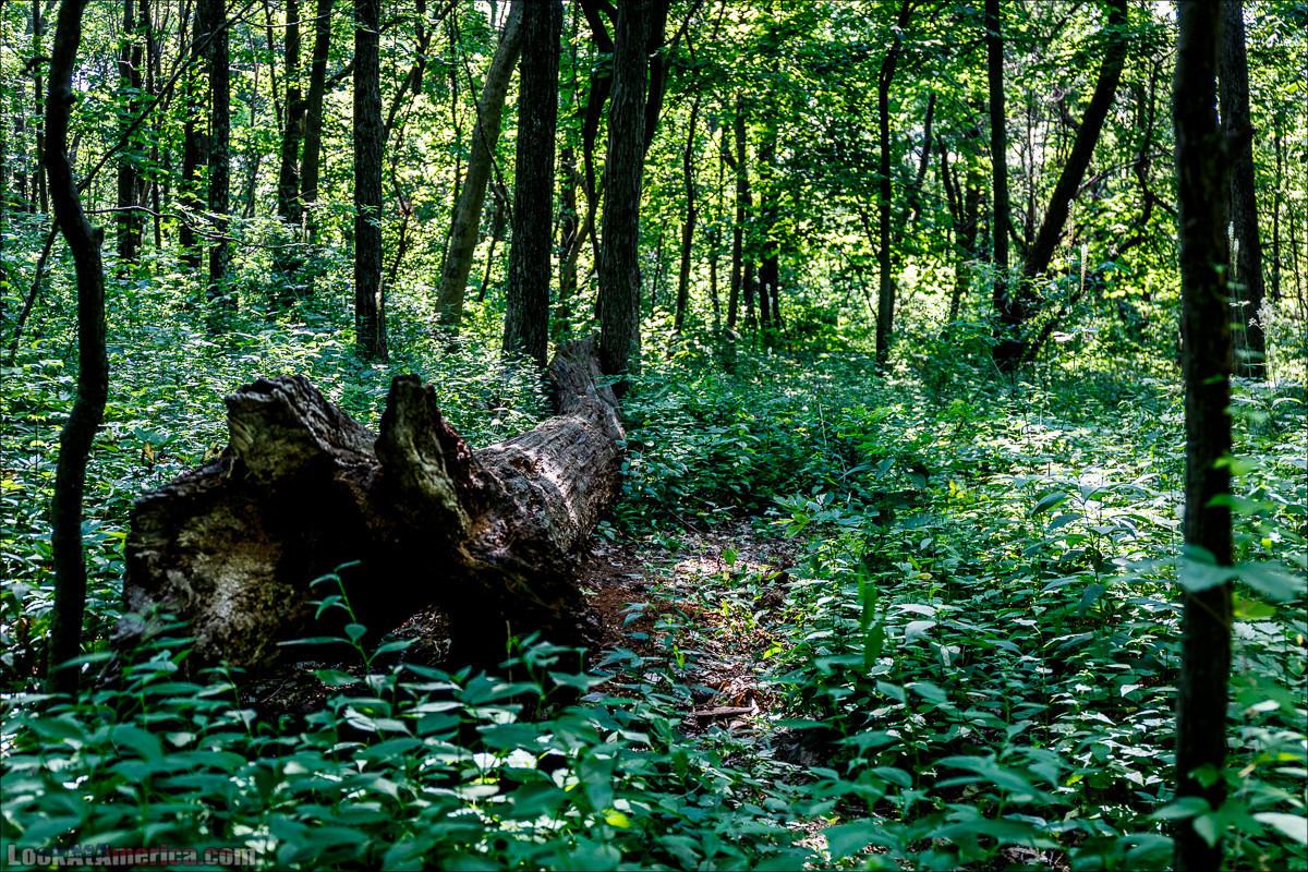 Национальный парк Шенандоа | Shenandoah national park | LookAtAmerica.com - Большое Американское путешествие LookAtIsrael.com