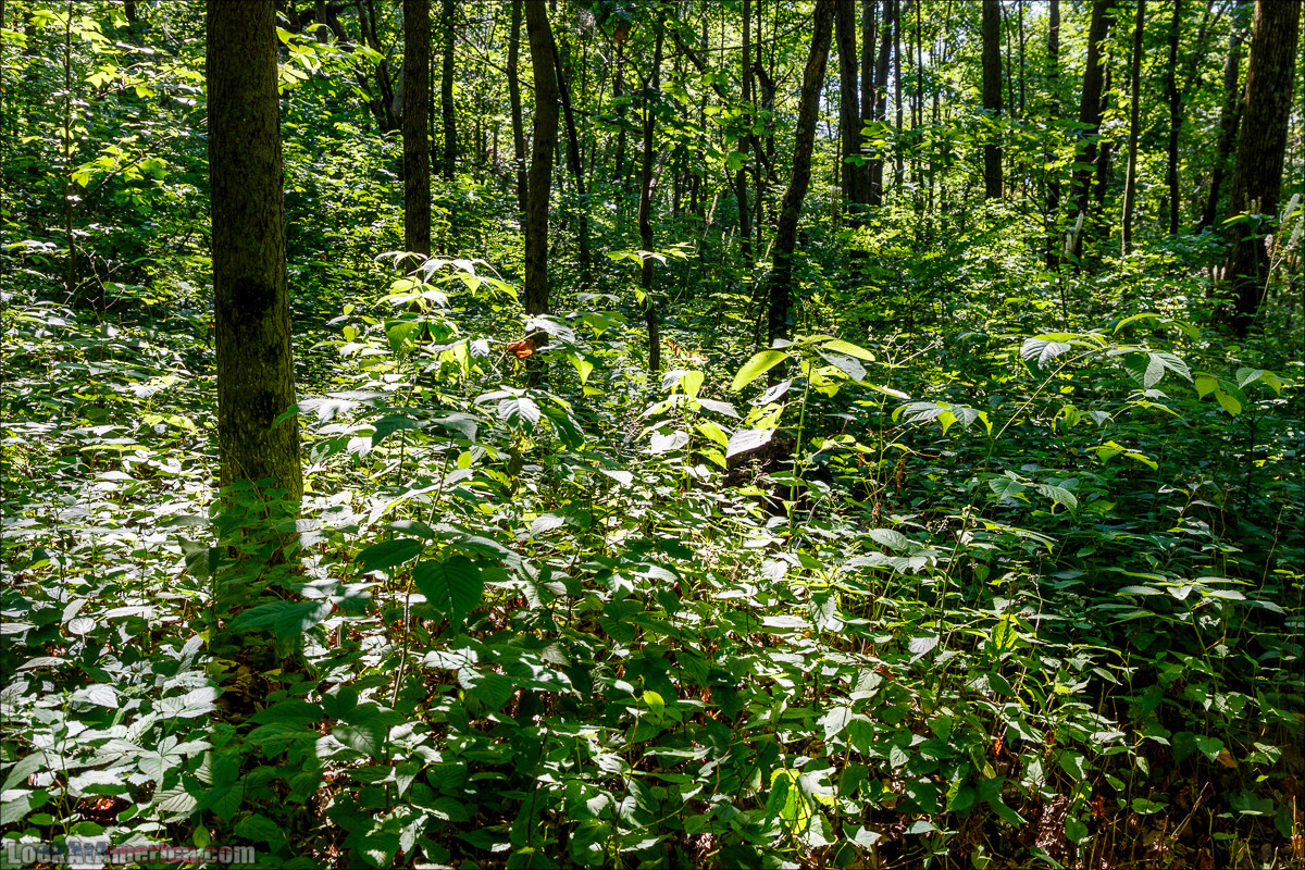 Национальный парк Шенандоа | Shenandoah national park | LookAtAmerica.com - Большое Американское путешествие LookAtIsrael.com
