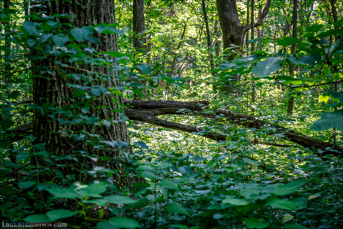 Национальный парк Шенандоа | Shenandoah national park | LookAtAmerica.com - Большое Американское путешествие LookAtIsrael.com