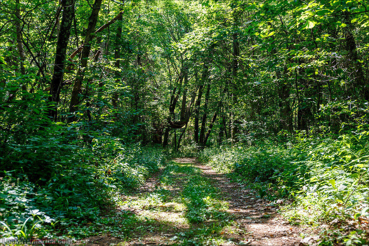 Национальный парк Шенандоа | Shenandoah national park | LookAtAmerica.com - Большое Американское путешествие LookAtIsrael.com