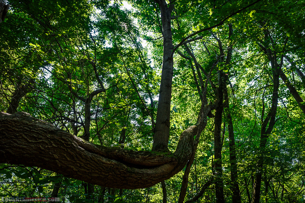Национальный парк Шенандоа | Shenandoah national park | LookAtAmerica.com - Большое Американское путешествие LookAtIsrael.com