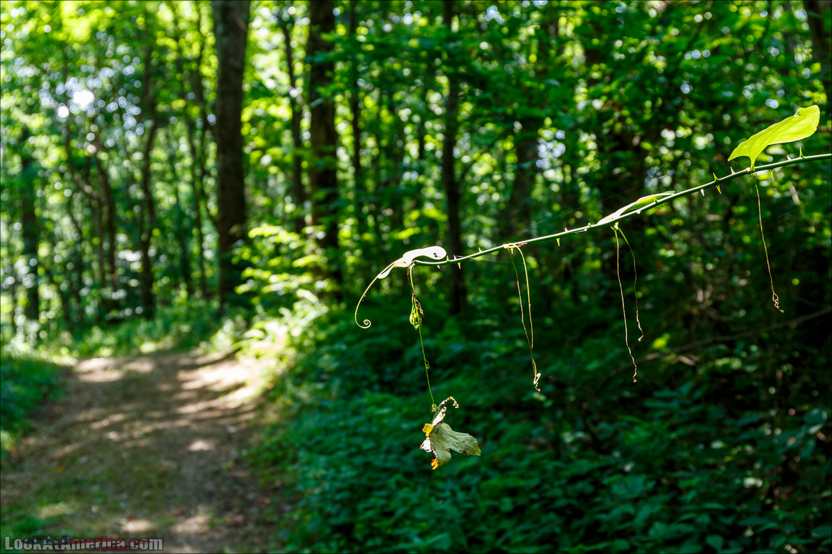 Национальный парк Шенандоа | Shenandoah national park | LookAtAmerica.com - Большое Американское путешествие LookAtIsrael.com