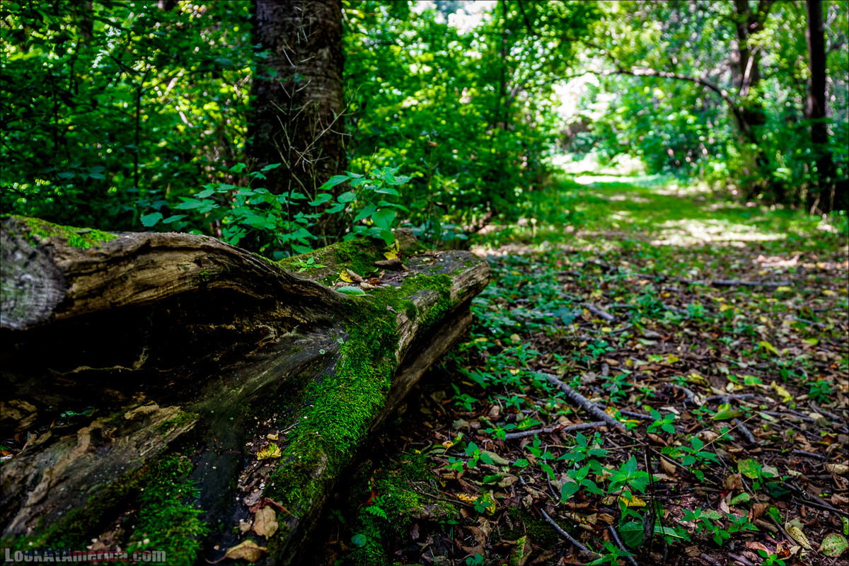 Национальный парк Шенандоа | Shenandoah national park | LookAtAmerica.com - Большое Американское путешествие LookAtIsrael.com