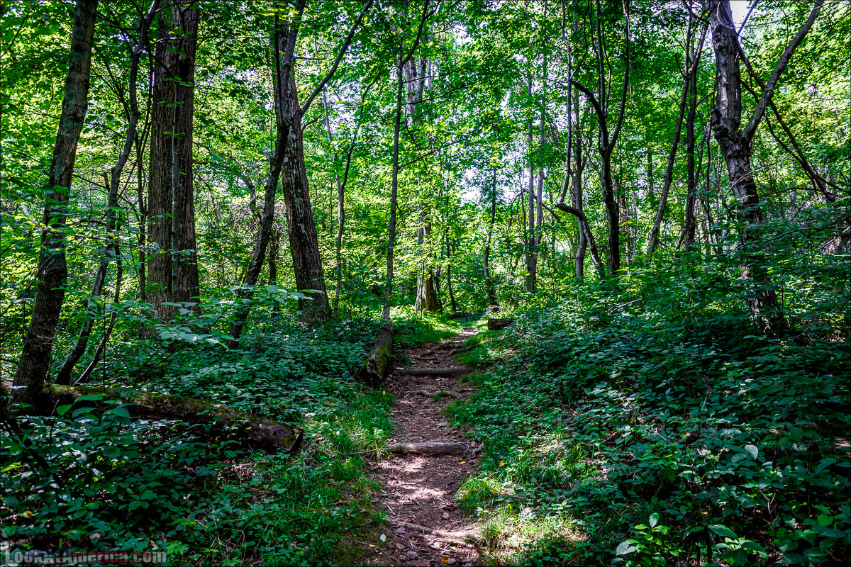 Национальный парк Шенандоа | Shenandoah national park | LookAtAmerica.com - Большое Американское путешествие LookAtIsrael.com